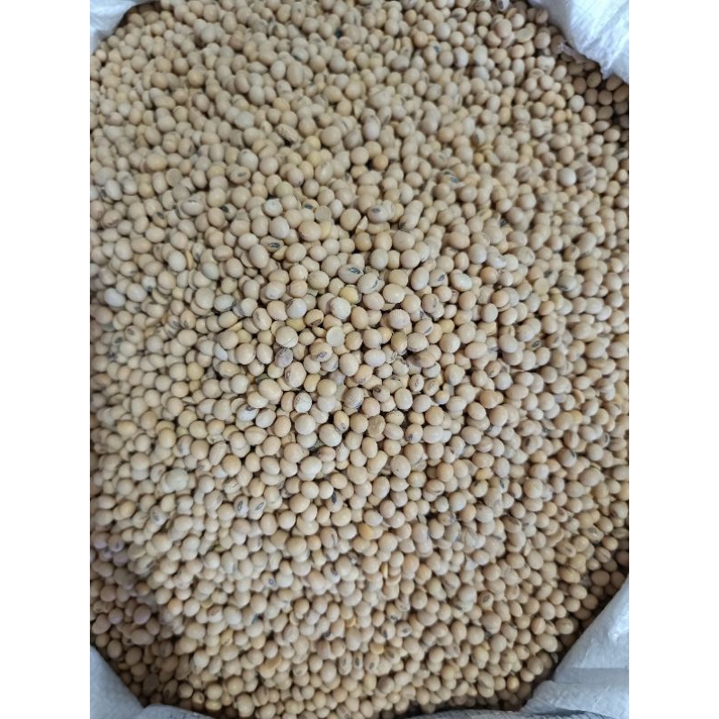 

KACANG KEDELAI | kacang kuning | kedelai USA