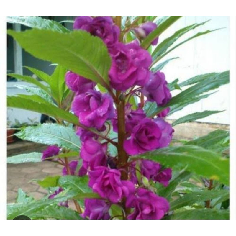 benih bunga pacar air ungu