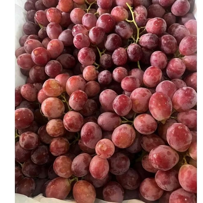 

BUAH ANGGUR MERAH RED AUSTRALI/500gr MANISS