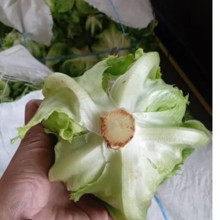 

SELADA LETTUCE SEGAR 500G