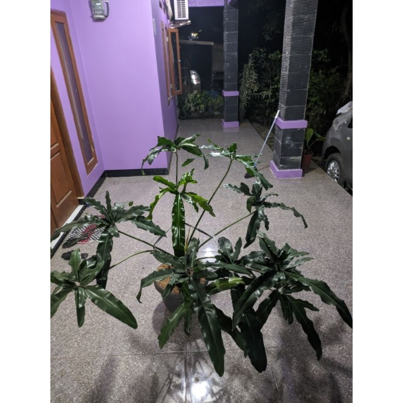 tanaman hias tomatophylum African fantasy