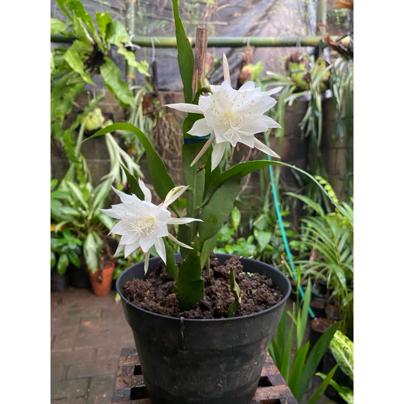 Wijaya Kusuma, Bunga Wijaya Kusuma Warna Putih