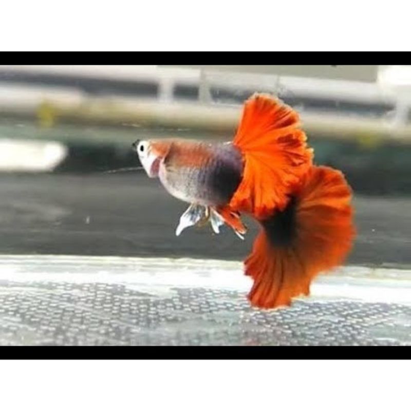 GUPPY HB RED ROSE TAIL