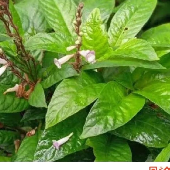 

Daun rende daun lalapan segr 250