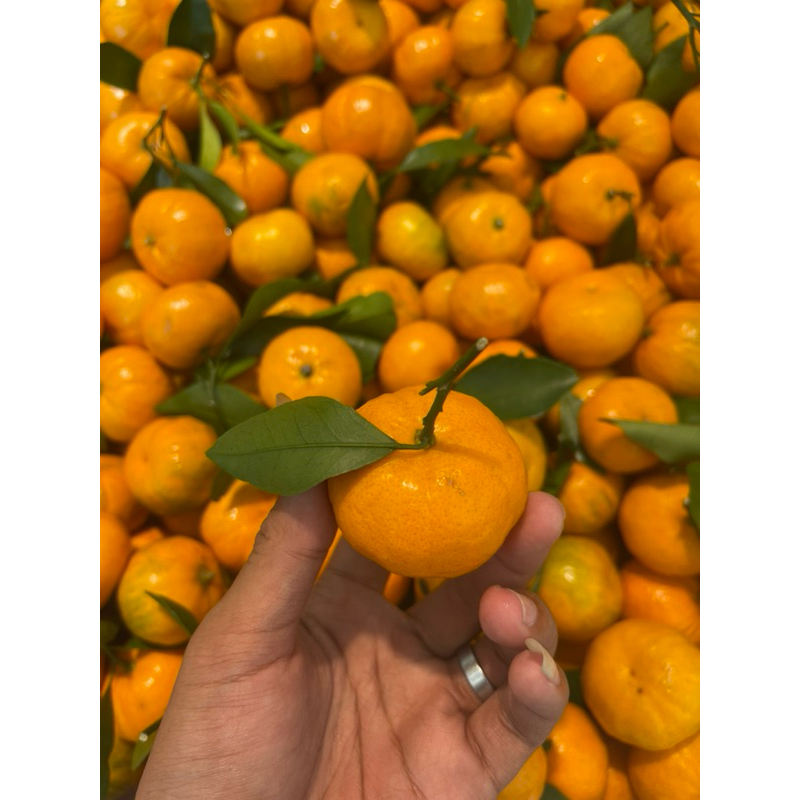 

Jeruk santang daun manis fresh 1kg