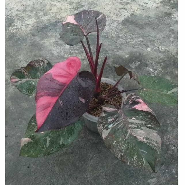 Philodendron Pink Princess Galaxy Marble