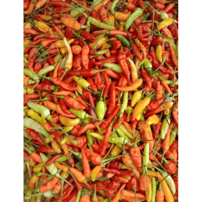 

Cabe rawit super fres dari petani