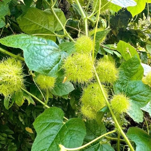 

DAUN Rambusa (Passiflora foetida) cermot permot segar 200 gram