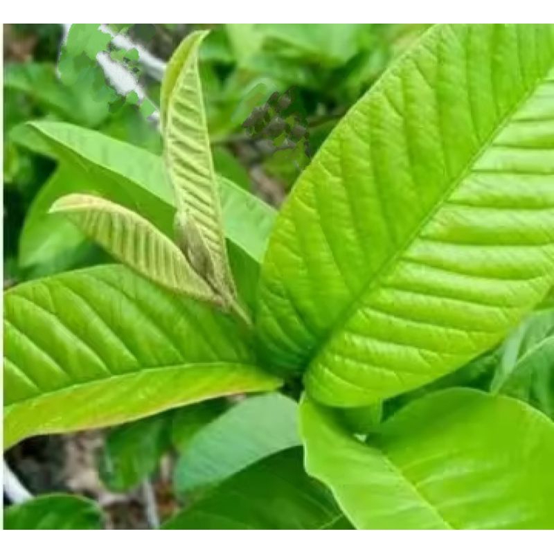 

Daun jambu biji segar