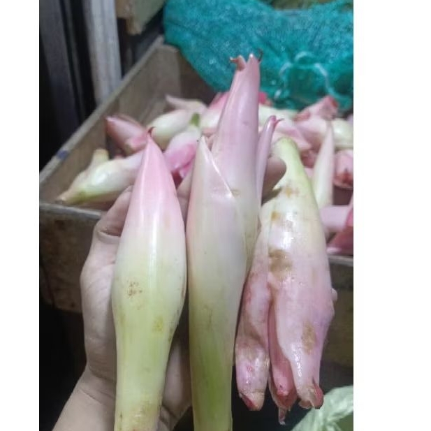 

kincung kecombrang fresh/bunga rias 250gram