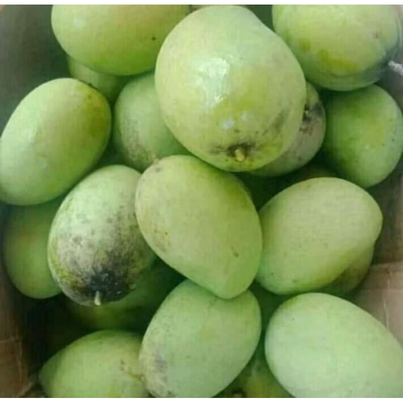 

mangga muda kecut kriuk berat -+2 kg