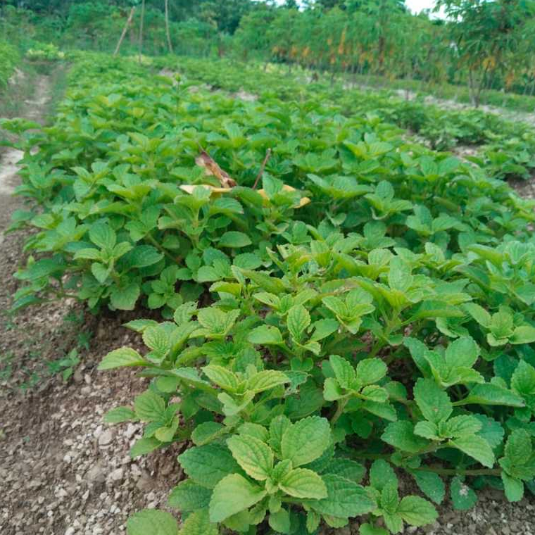 Stek Batang Kentang Hitam 5 Pcs – Bibit Unggul Tahan Kering & Kaya Antioksidan