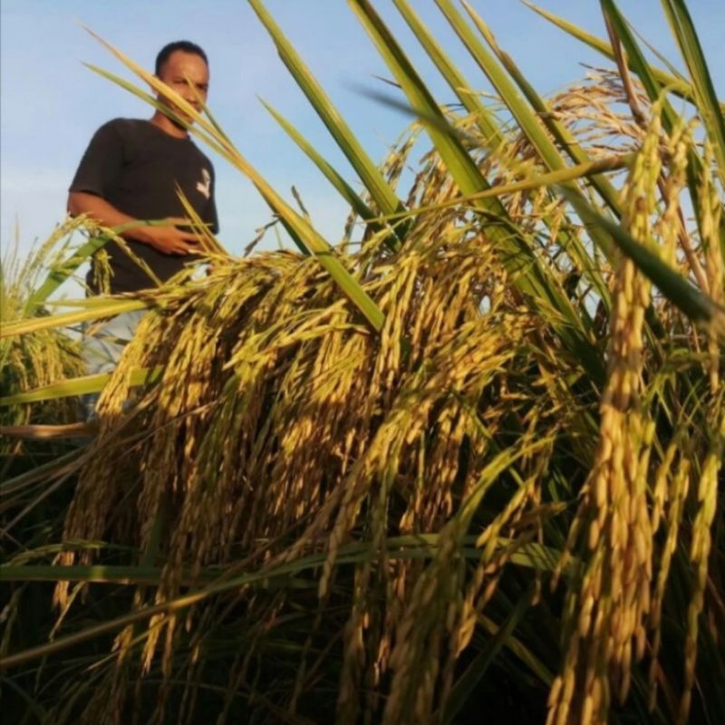 BENIH PADI MR 303 KEMASAN 5KG