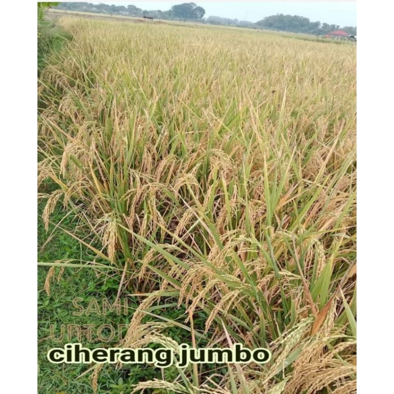 COD !! 1 KG BENIH PADI CIHERANG JUMBO SUPER bibit benih tanaman padi pulen