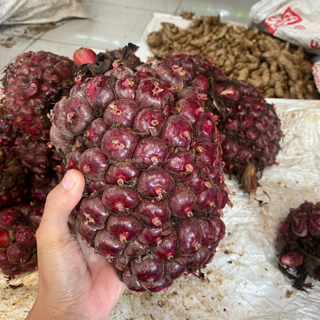 

Buah Honje Kecombrang Merah Laka Per 1 Kg Segar