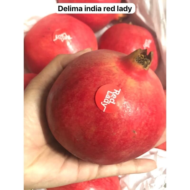 

delima india red leady /biji