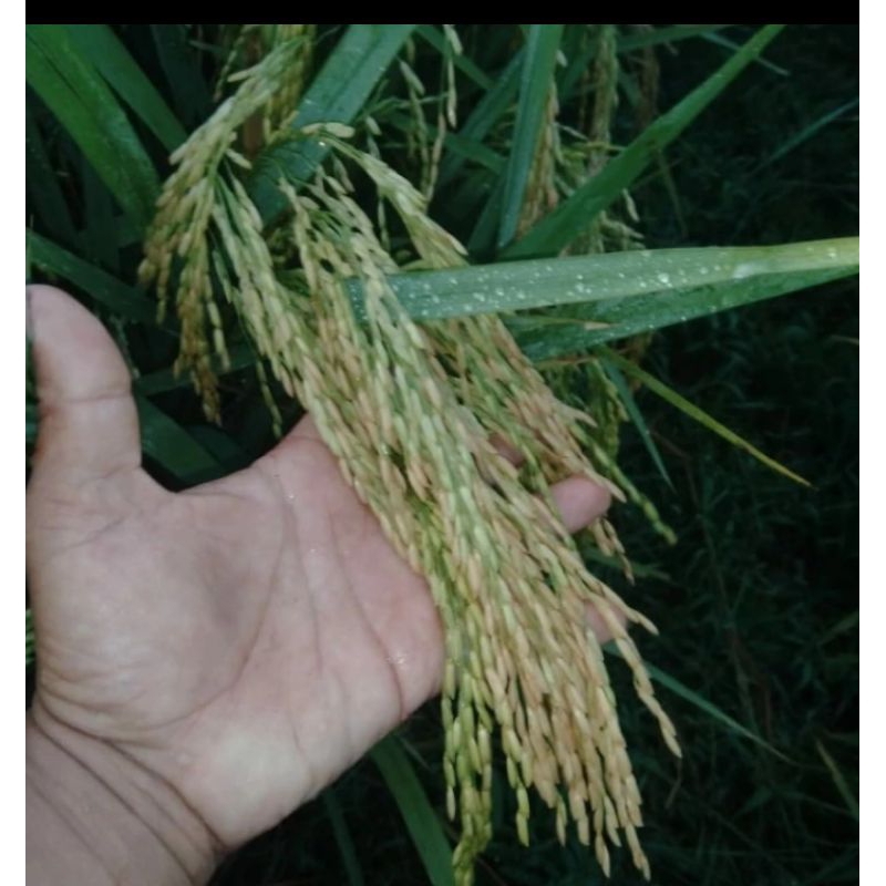 BENIH PADI CAKRABUANA 04