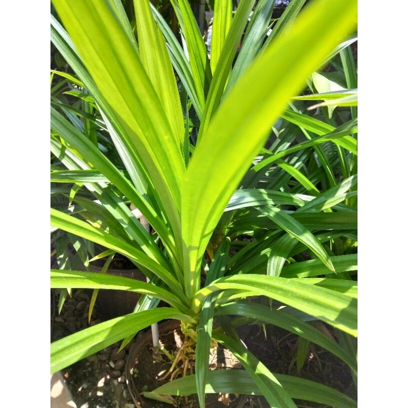 

Daun Pandan Wangi 1 Ikat ( isi Sekitar 20 Lembar )