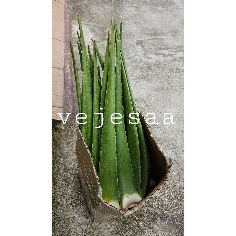

Lidah Buaya