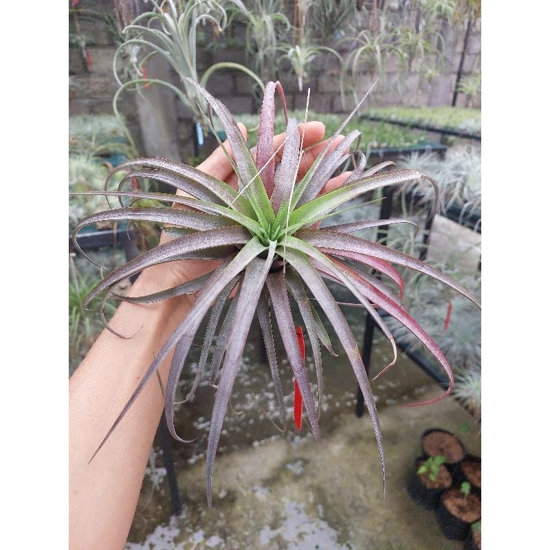 Tillandsia Love Knot size S