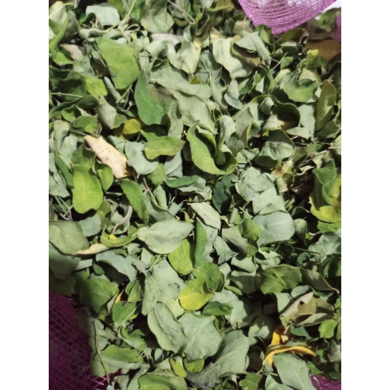

Daun kelor kering herbal alami