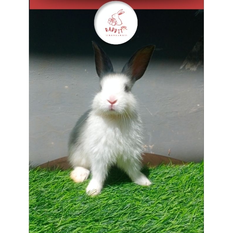 Baby Kelinci Lokal Murah Putih Abu | Rumah Kelinci Bandung