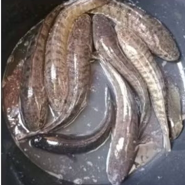 ikan gabus hidup 1 kg