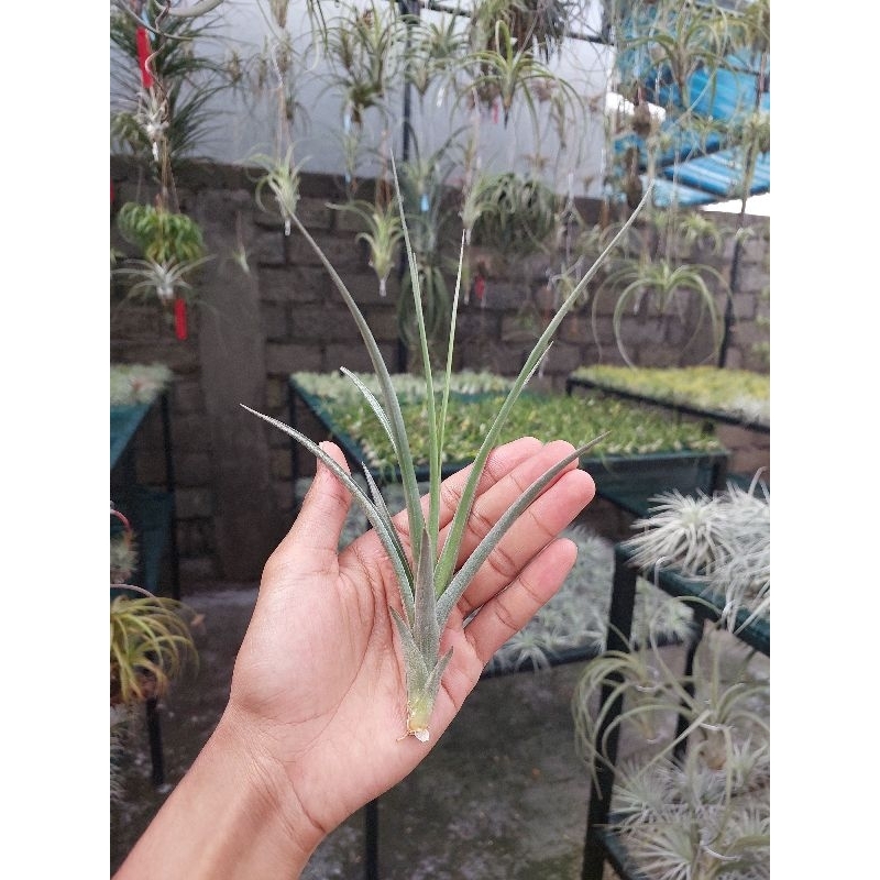 Tillandsia Duratii X T. Gardneri