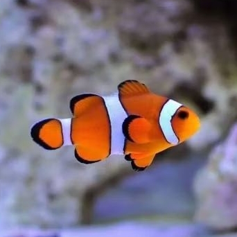 IKAN HIAS AIR LAUT NEMO BADUT SIZE M