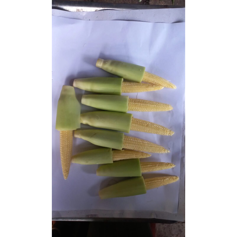 

Jagung soleng