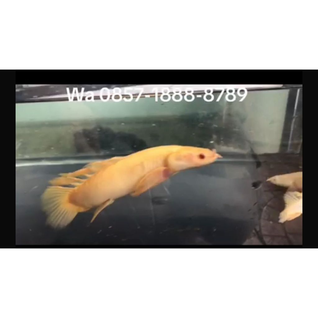 PALMAS SENEGALUS ALBINO SLAYER SEMI SHORTBODY (RARE)
