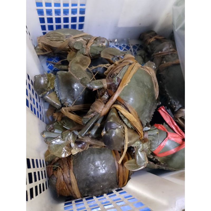 

Kepiting Bakau Hidup 1 kg - Fresh