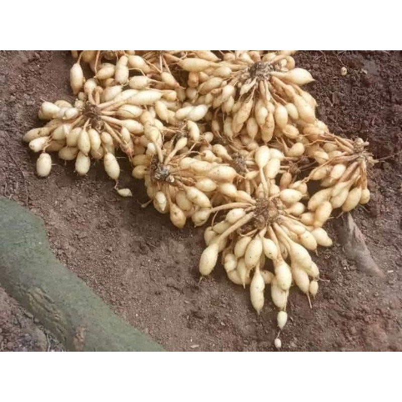 

Kunyit Putih Gombyok/Kunci Pepet 1 Kg