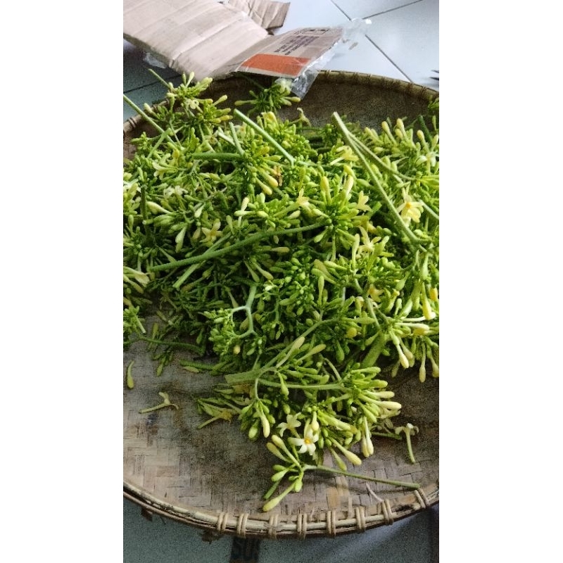

jual bunga pepaya gantung obat herbal alami