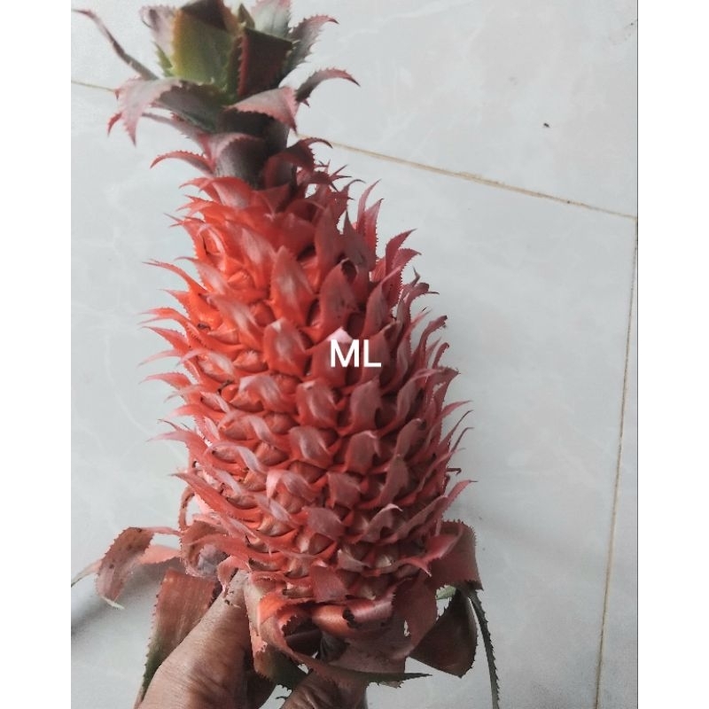 

Buah nanas merah muda per buah