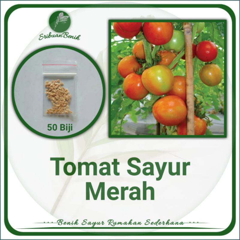 ± 50 Benih Biji Tomat Sayur Merah Benih Sayur Rumahan Sederhana