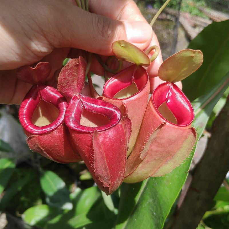 Nepenthes Globosa x Ampullaria
