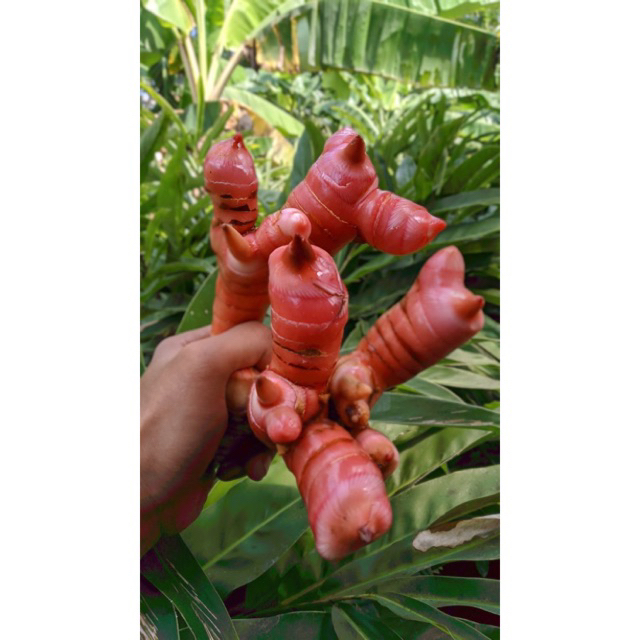 

“Lengkuas Merah Premium — Asli Gunung Muria”