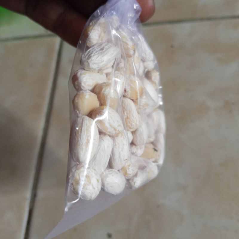 biji jarak umpan pancing bawal