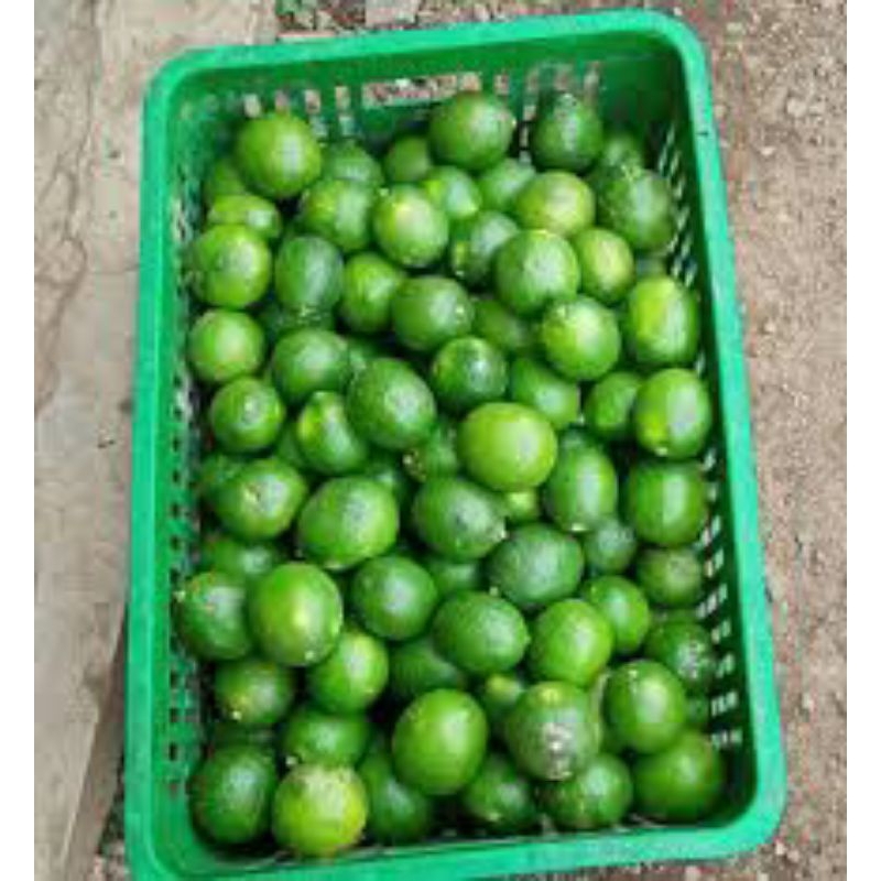 

Jeruk Lemon California Fresh 1Kg