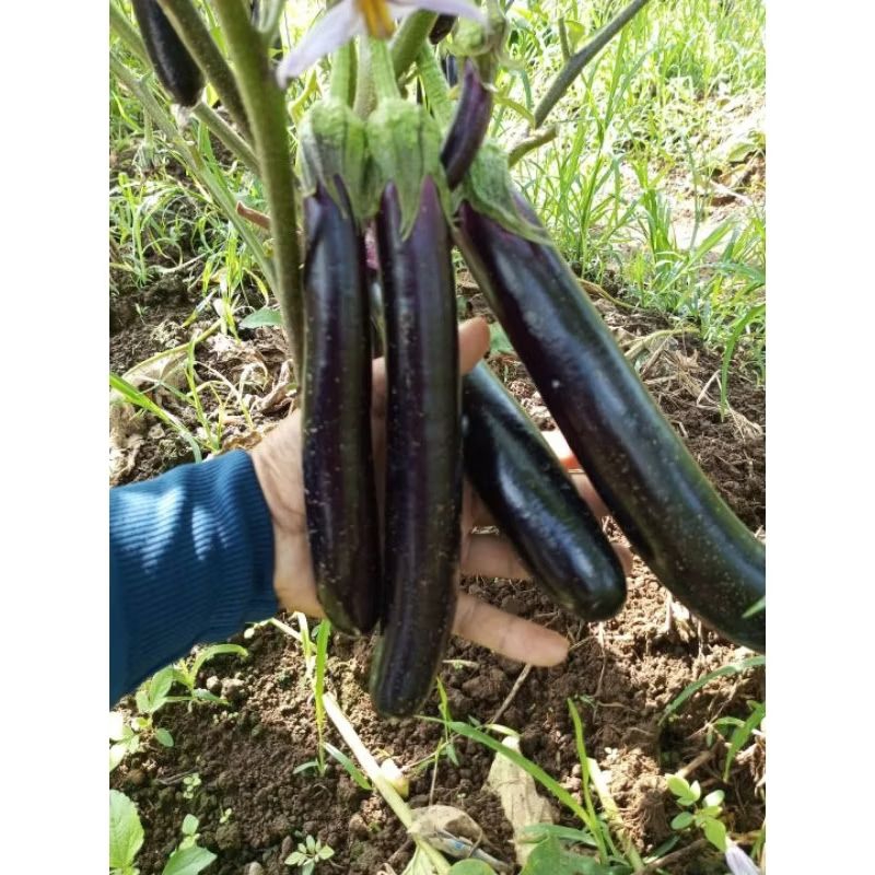 

Terong ungu dan hijau