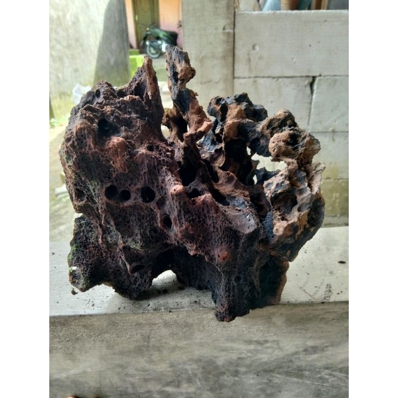 kayu rentek aquascape size L