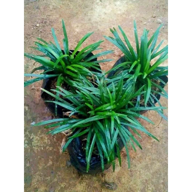 tanaman hias kucai mini - tanaman untuk halaman rumah - bibit tanaman hias