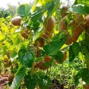 

BUAH KENTANG GANTUNG BUAH KENTANG UDARA 1 PCS