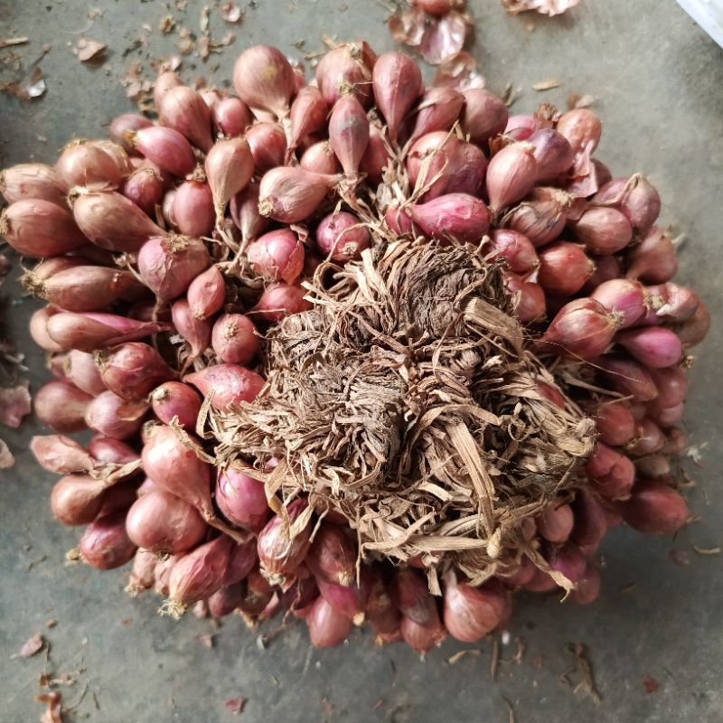 

Bibit bawang merah Bima Brebes karungan 25kg