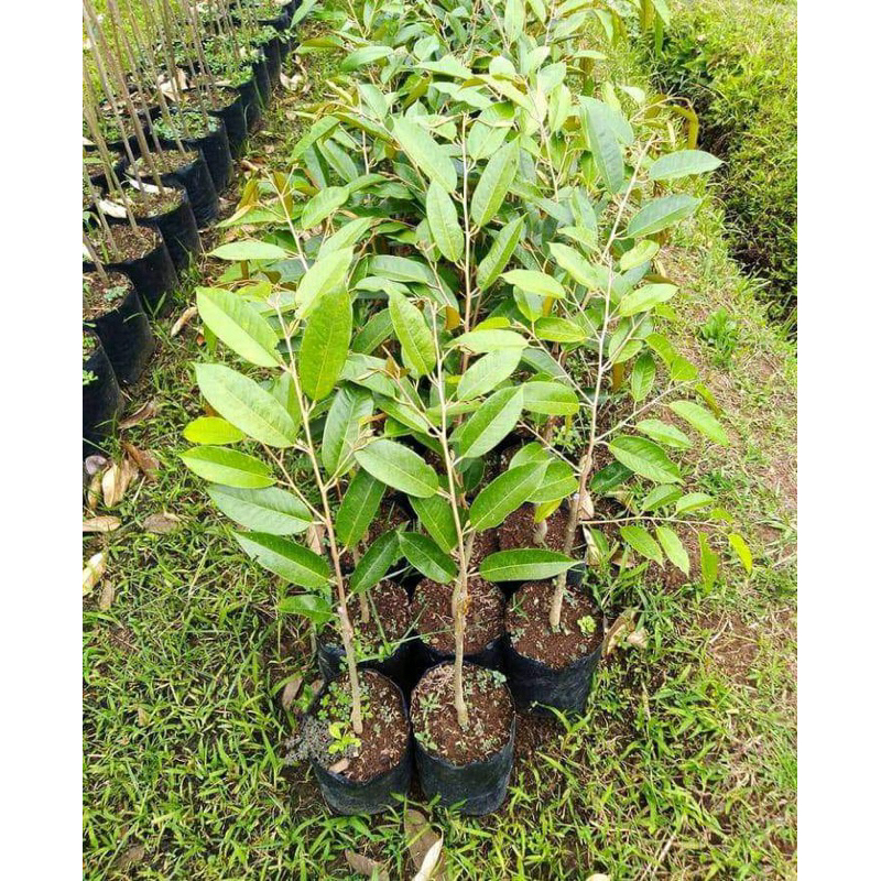 bibit durian unggulan cepat berbuah