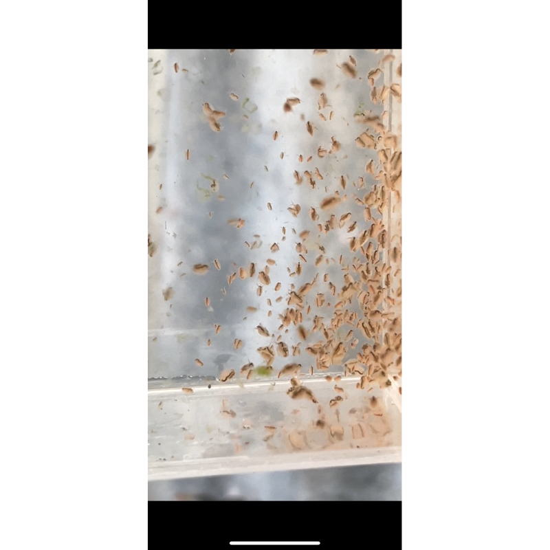 starter daphnia magna (kutu air raksasa)