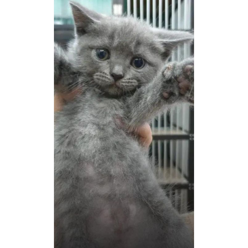 kucing kitten British shorthair Abusolid supergemoy