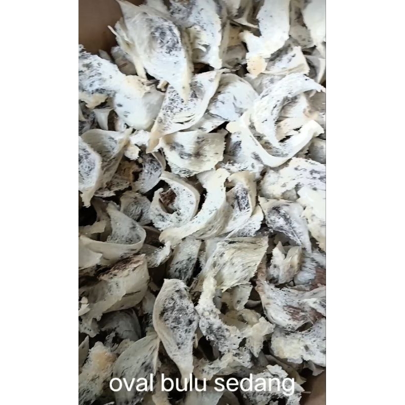 

SARANG BURUNG WALET oval kotor/bulu sedang