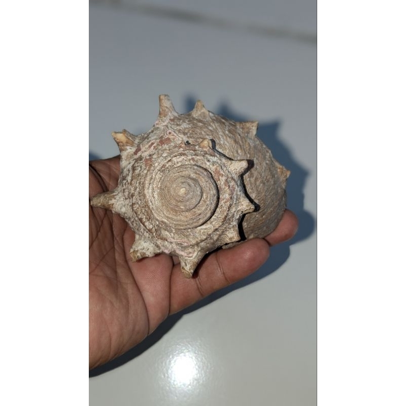 Cangkang siput laut, turbo sazae atau cornutus, bisa untuk kelomang